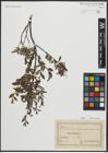 Foto von Salix arbuscula L.